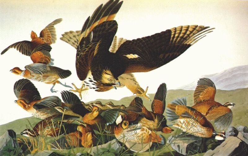 John James Audubon Bobwhite, Virginia Partridge